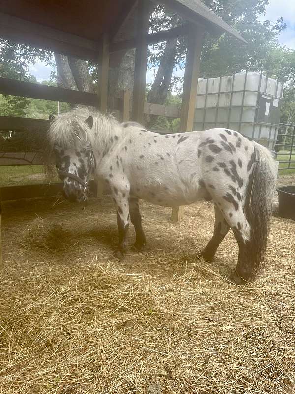 spotted-face-horse