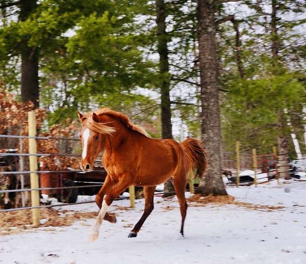 driving-halter-arabian-horse
