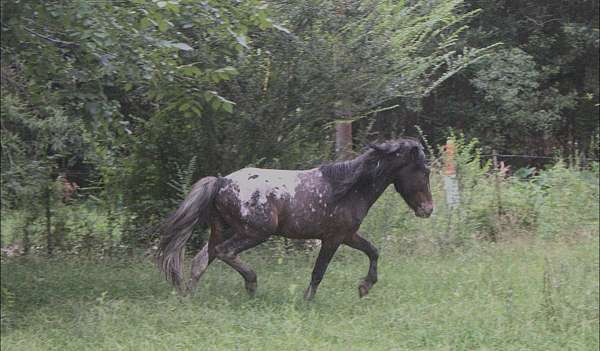 12-hand-stallion