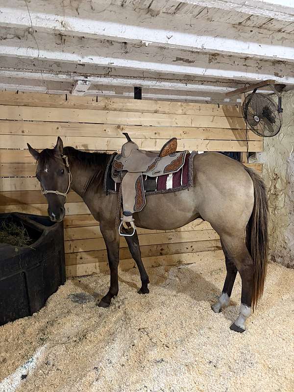 smoky-horse