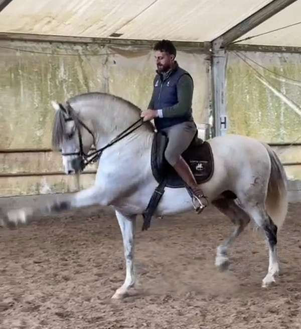 grey-pink-nose-horse