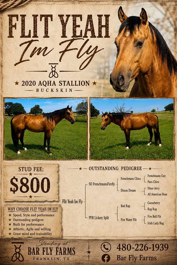 buckskin-polo-pony
