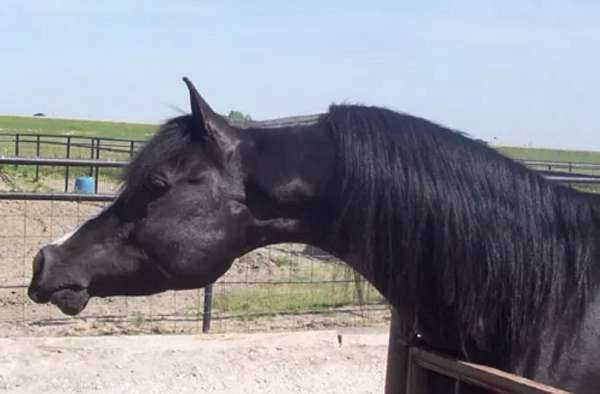 black-arabians-texas-for-sale-horse