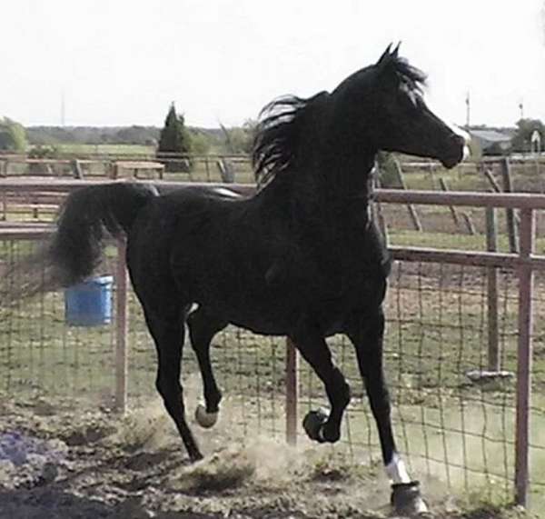 black-horses-for-sale-arabian