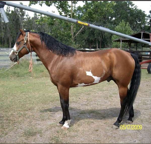 two-eyed-jack-paint-horse