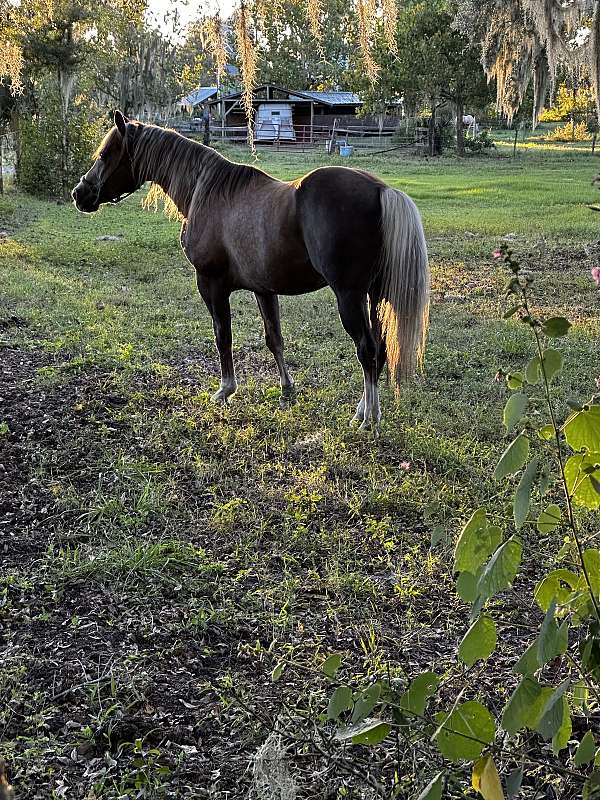 two-eyed-jack-quarter-horse