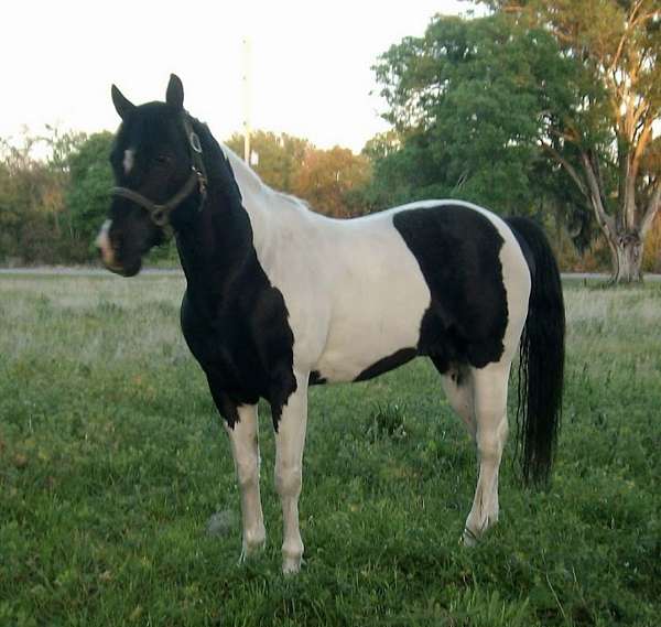tobiano-blackwhite-horse