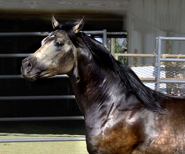 buckskin-quarter-horse