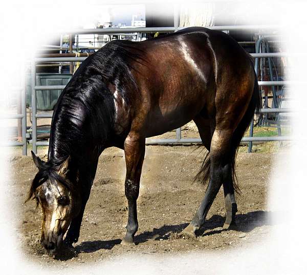 cowhorse-quarter-horse