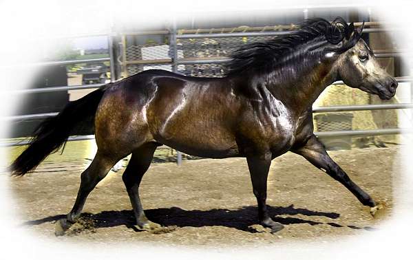 barrels-quarter-horse