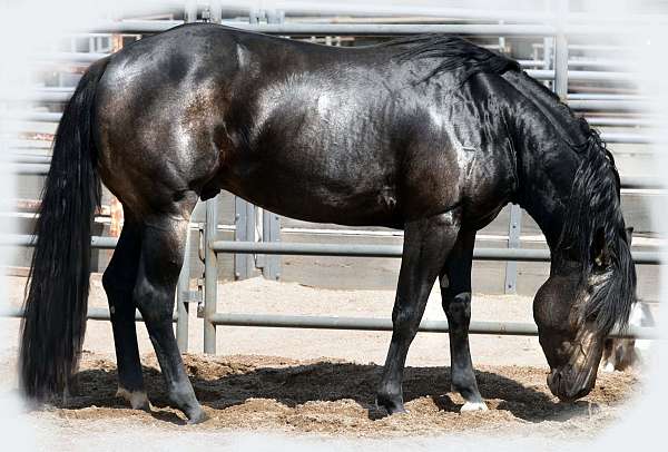 hollywood-dun-it-buckskin-quarter-horse