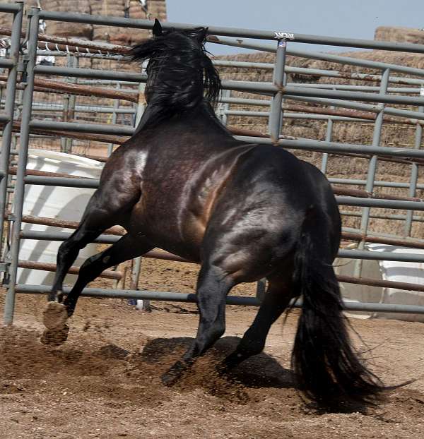 calf-roping-horse