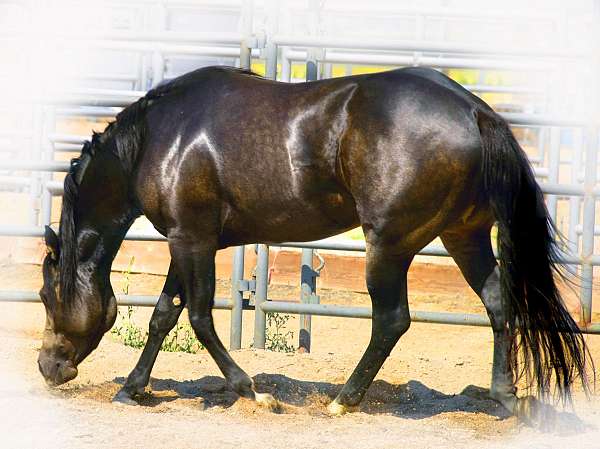 foundation-bred-horse