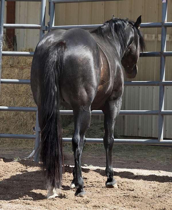 futurity-eligible-horse