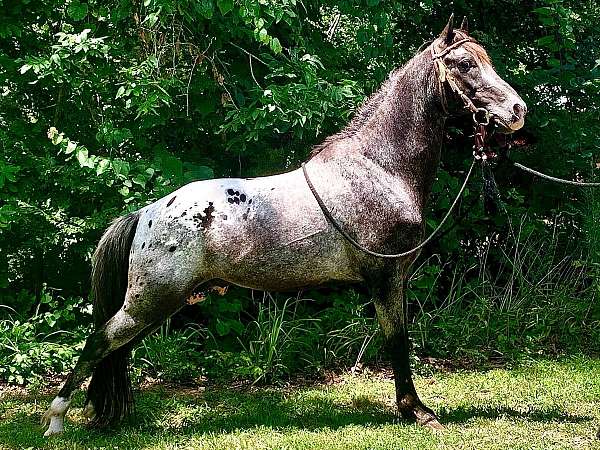 blanketed-appaloosa-horse