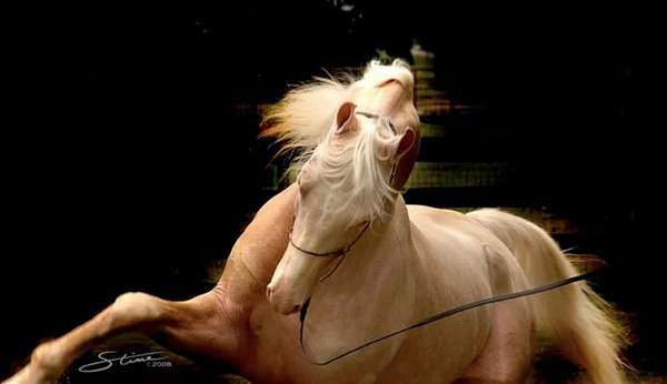 horse-saddlebred