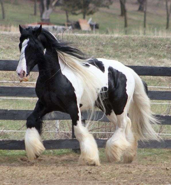 all-breeds-gypsy-vanner-horse