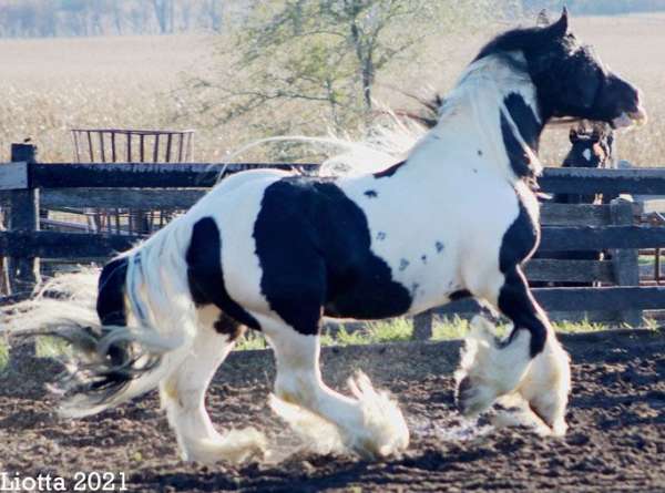 hairy-gypsy-vanner-horse