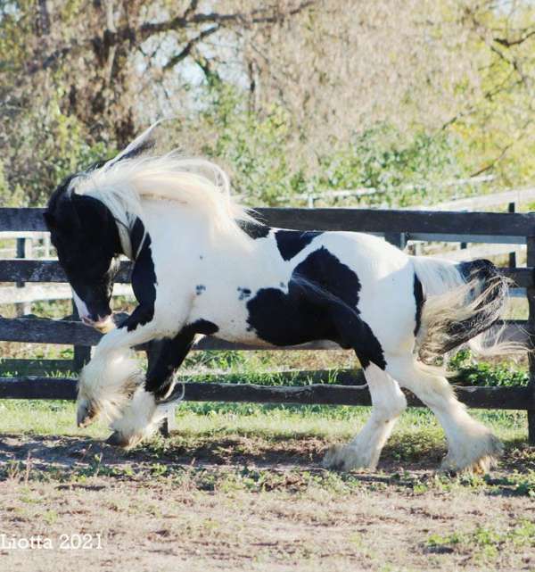 gypsy-stallion-vanner-horse