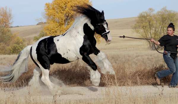 tobiano-white-blaze-four-stockings-horse