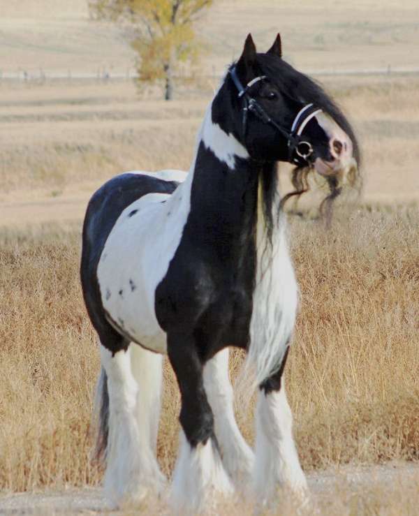 all-breeds-gypsy-vanner-horse