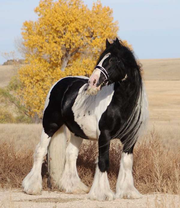 bandit-gypsy-vanner-horse