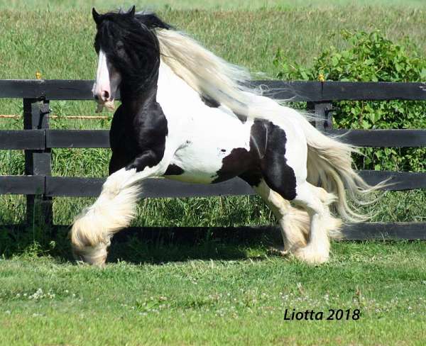 white-blaze-four-stockings-horse