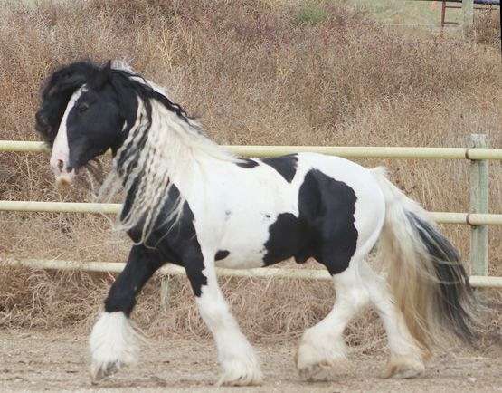 tobiano-white-blaze-four-stockings-horse