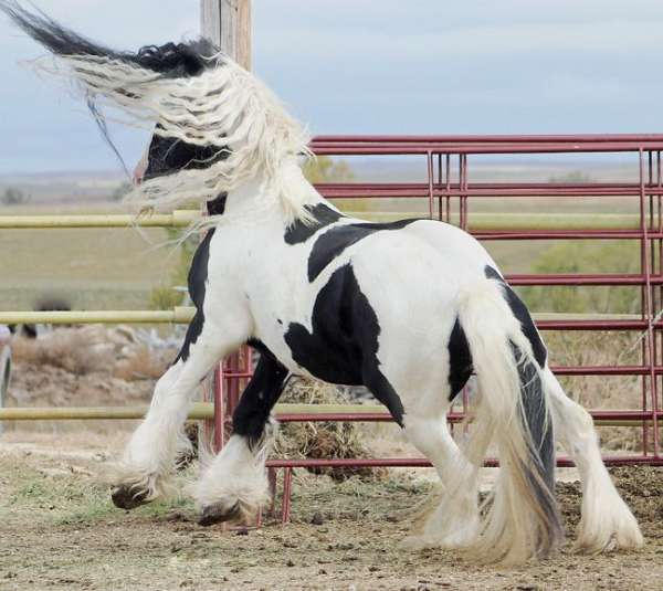 super-gentle-gypsy-vanner-horse