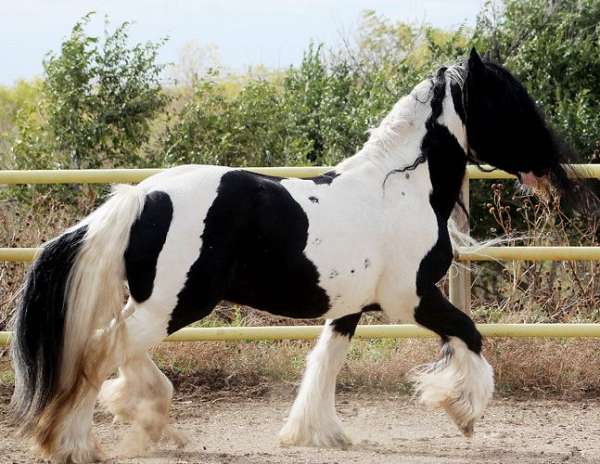 all-breeds-gypsy-vanner-horse