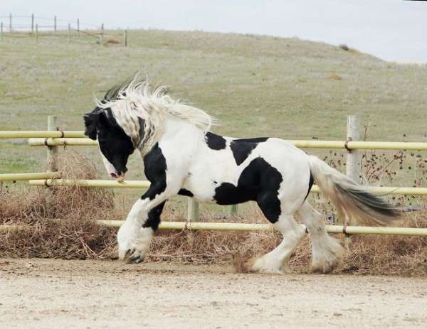 white-blaze-four-stockings-horse