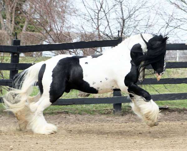 jumping-gypsy-vanner-horse