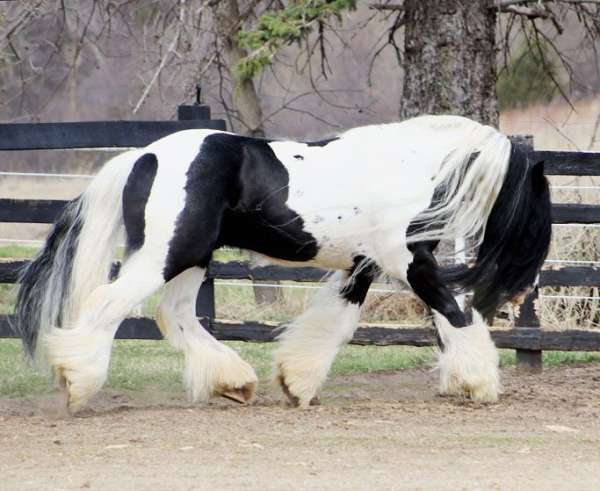 irish-cob-gypsy-vanner-horse