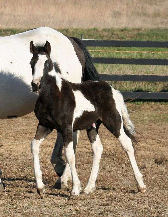 hunter-jumper-gypsy-vanner-horse