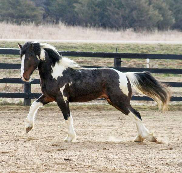 hunting-gypsy-vanner-horse