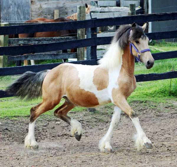 horse-semen-gypsy-vanner