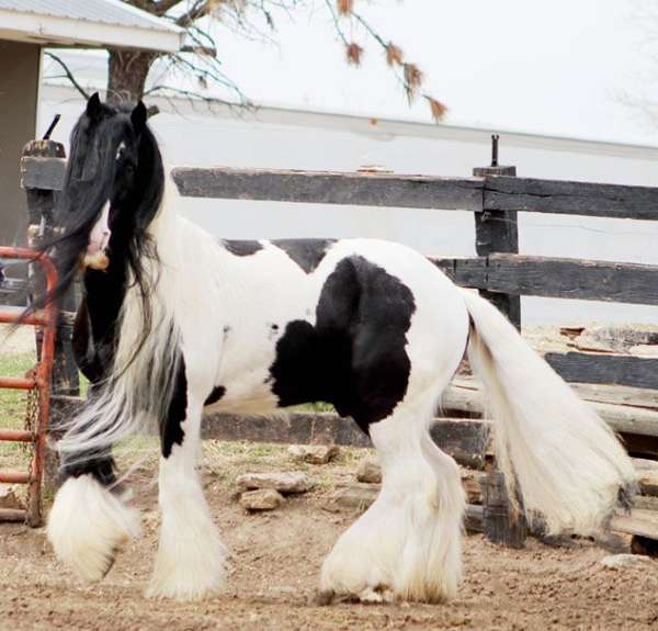 great-movement-gypsy-vanner-horse