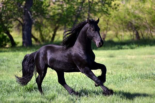 hunter-friesian-horse