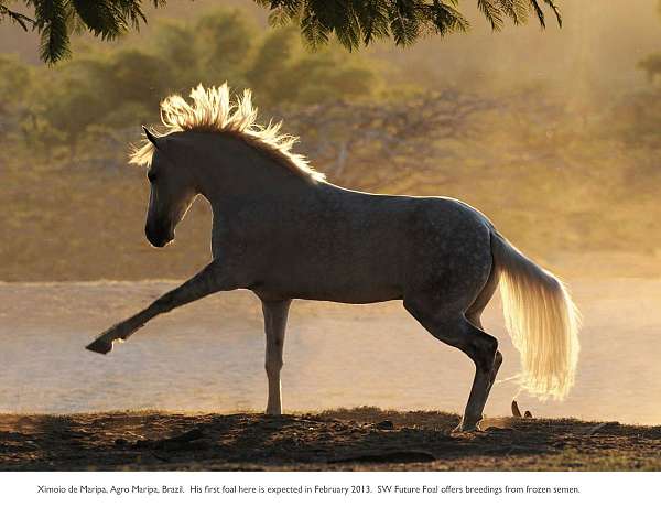 national-champions-marchador-horse