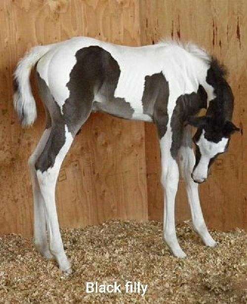 tobiano-paint-horse