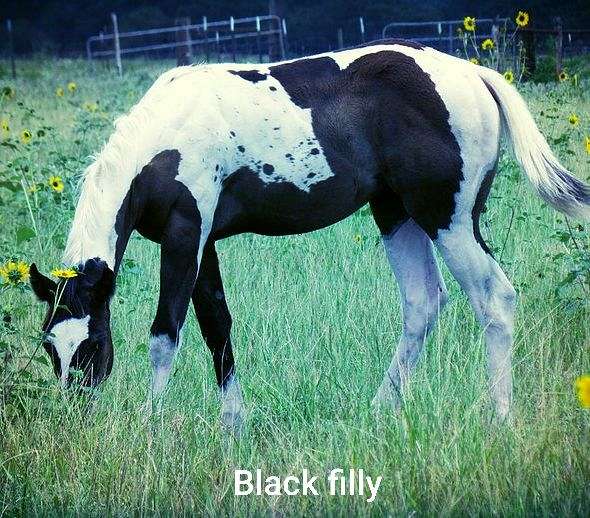 apha-black--white-paint-horse