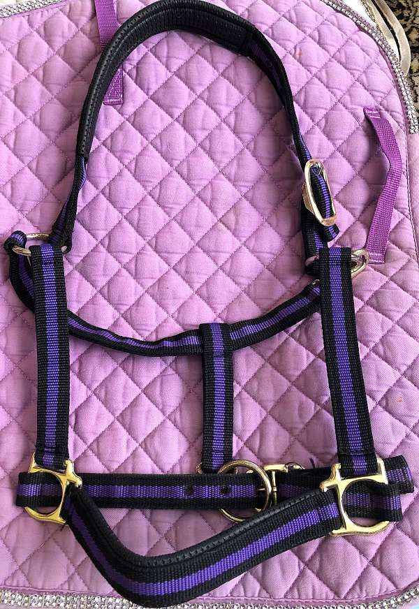 horse-noseband-halters-for-sale