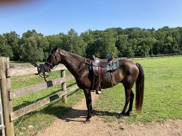 brown-english-tack