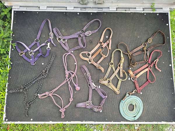 training-horse-halters-for-sale