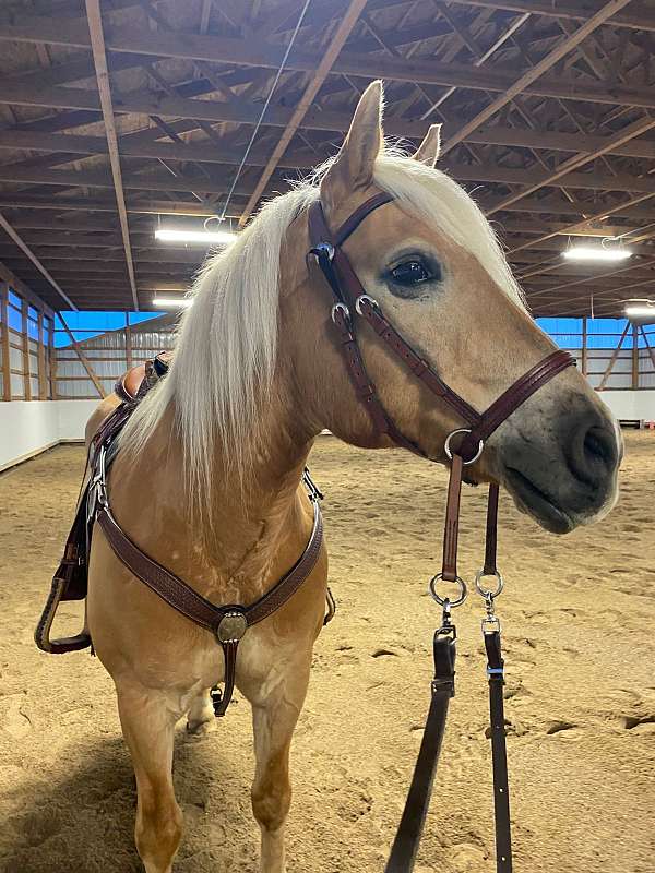 western-tack-supplies-williamston-mi