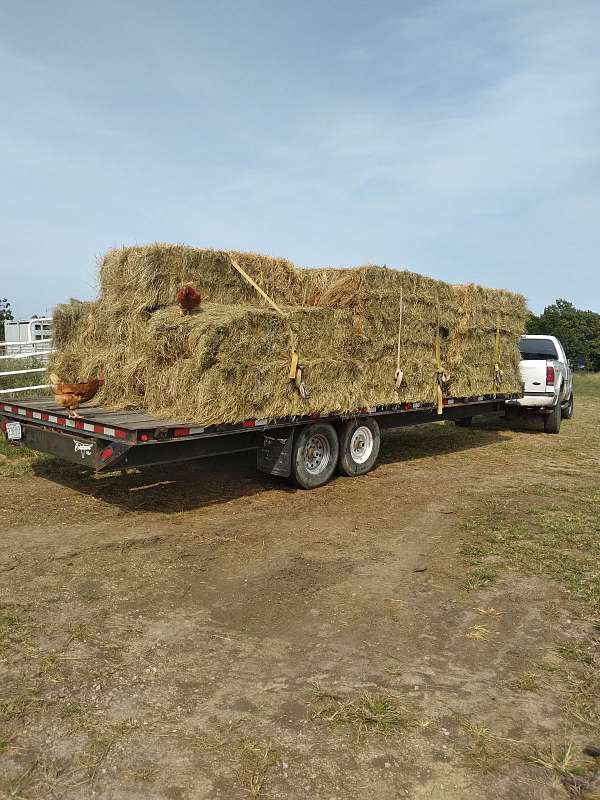 Flatdeck Gooseneck trailer 24 'Hay hauler