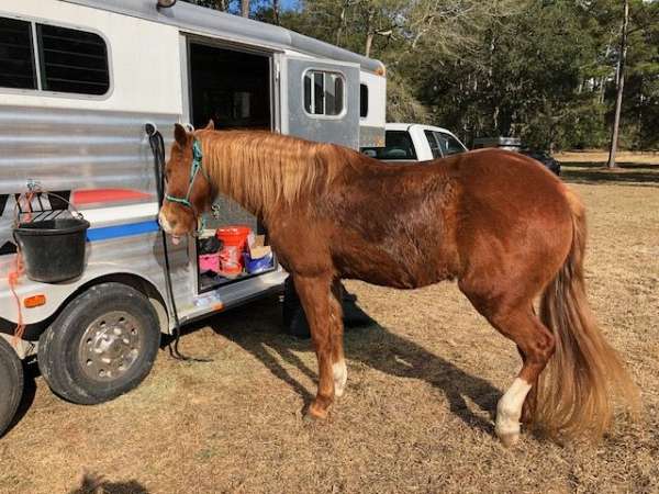 silver-2003-horse-trailer