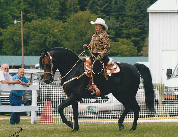 black-tan-big-horn-equitation-show-saddle