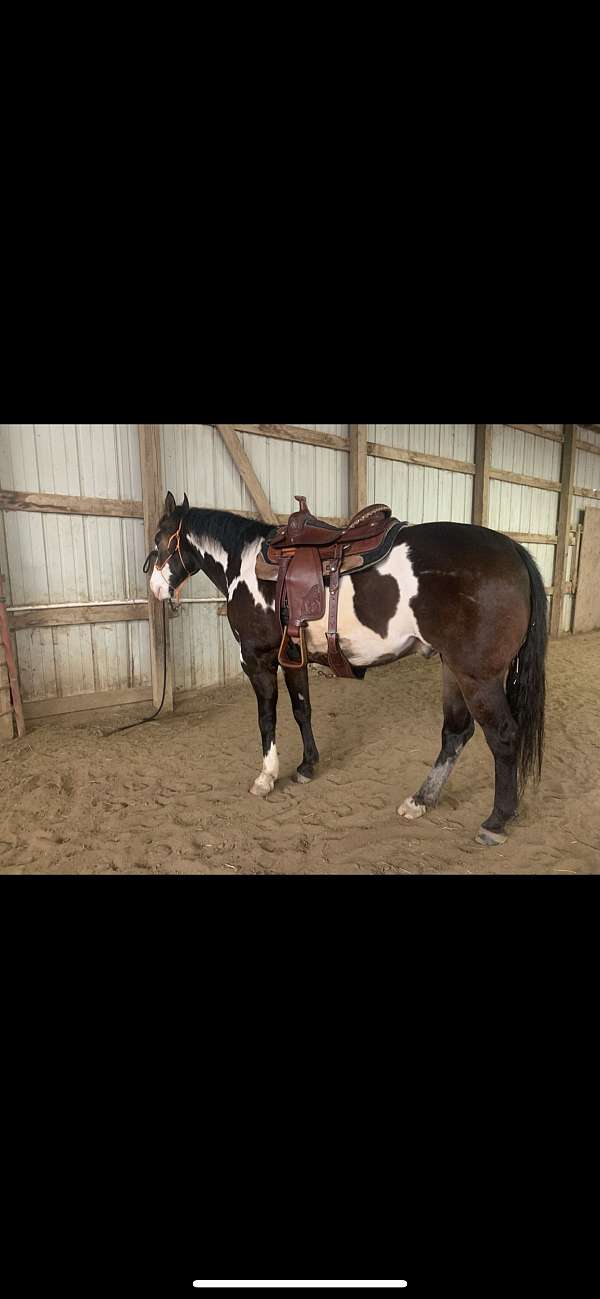 brown-corriente-roping-saddle