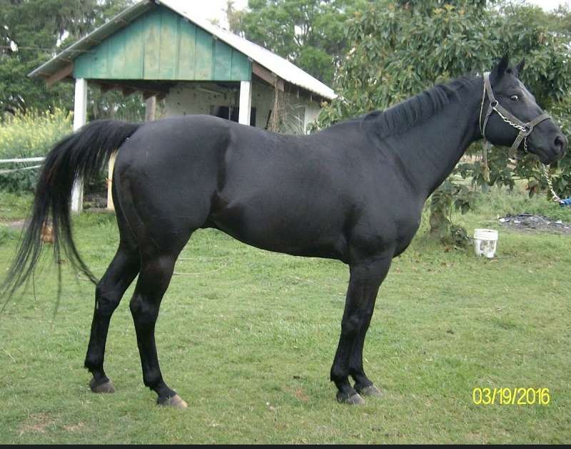 Quarter Horses for Sale by Discipline